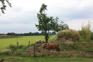 Diensten